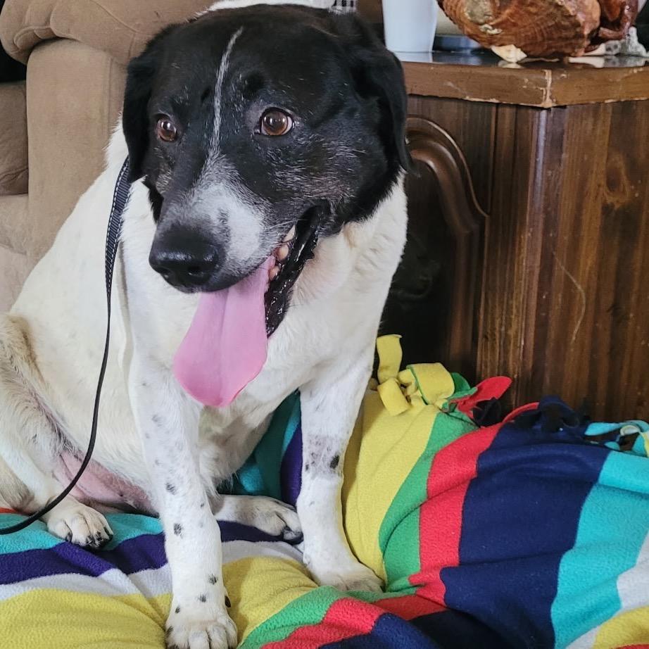 Enlarge Gordy, a Adoptable Mixed Breed in Avon, OH image 5/6