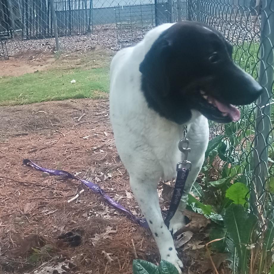 Enlarge Gordy, a Adoptable Mixed Breed in Avon, OH image 6/6