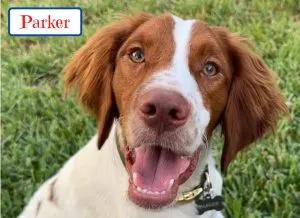 Parker, Adoptable, Young Male Brittany Spaniel.