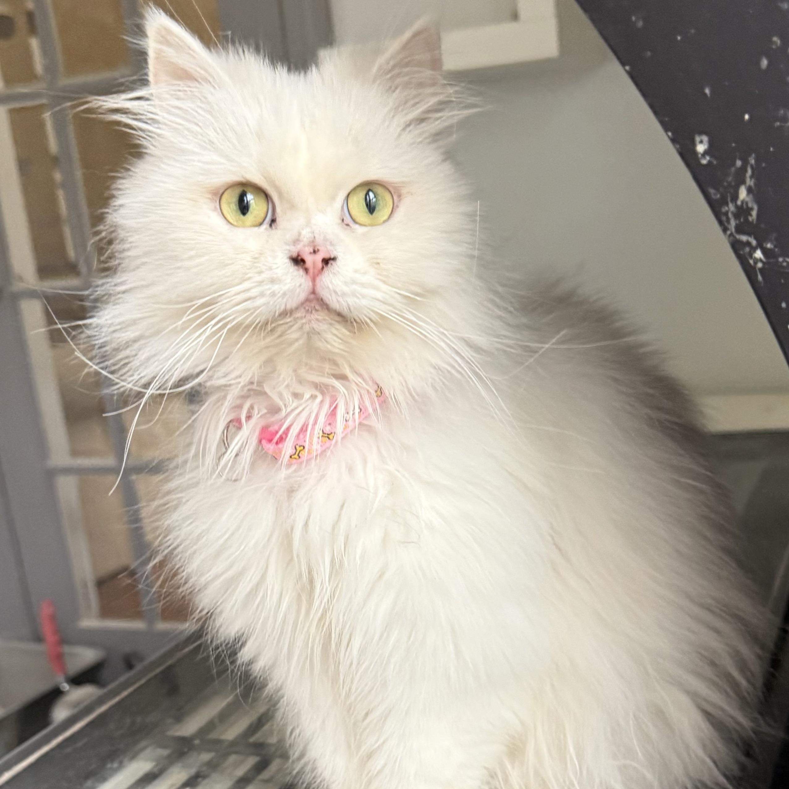 Enlarge Marvelous Mirelle , an adopted mixed breed in Woodbridge, VA image 1/6