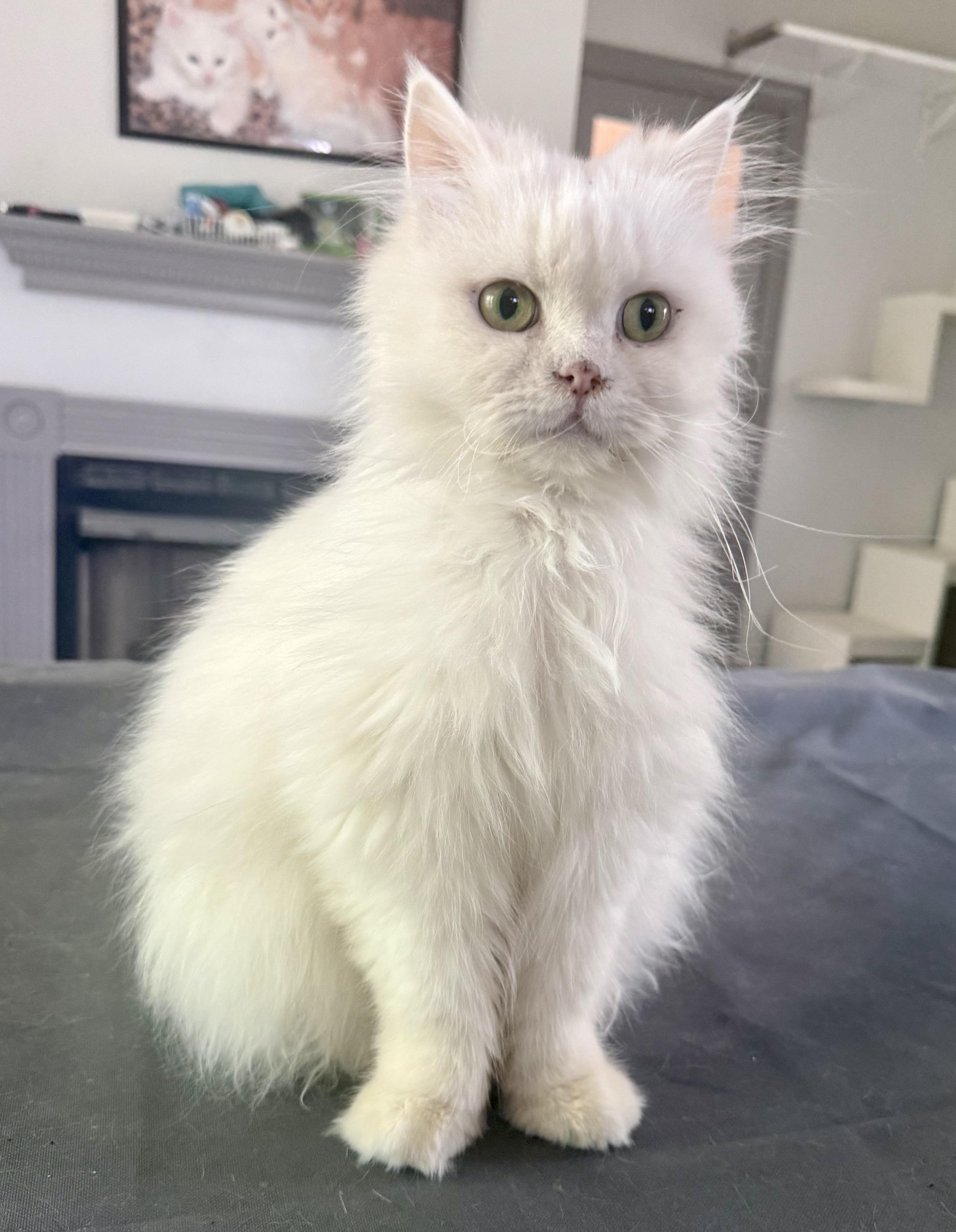 Enlarge Marvelous Mirelle , an adopted mixed breed in Woodbridge, VA image 6/6