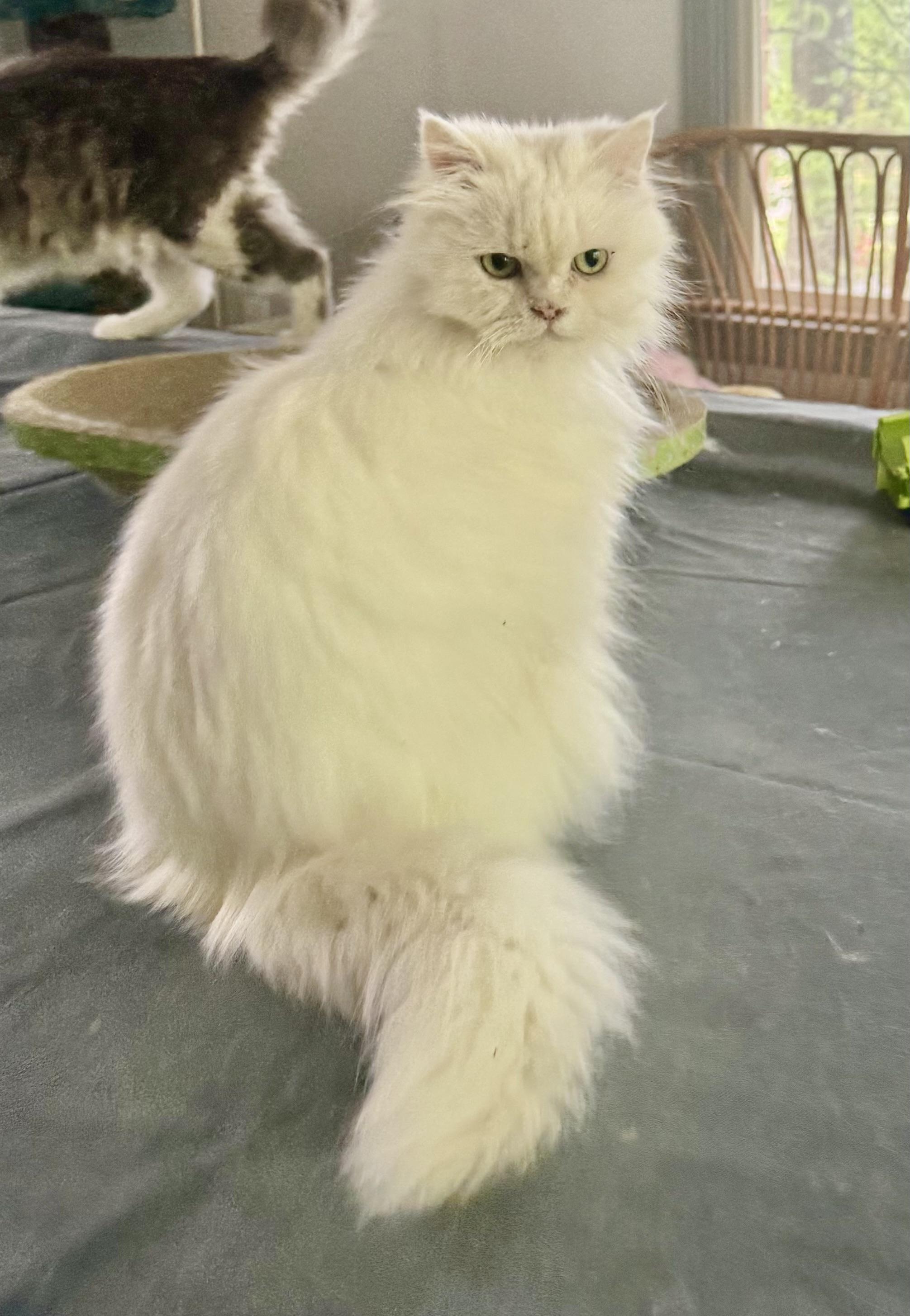 Enlarge Marvelous Mirelle , an adopted mixed breed in Woodbridge, VA image 4/6