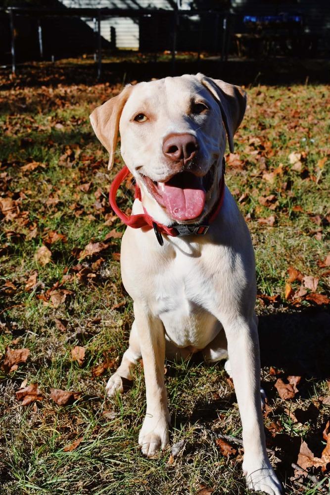 Stella, Adoptable, Young Female Labrador Retriever.