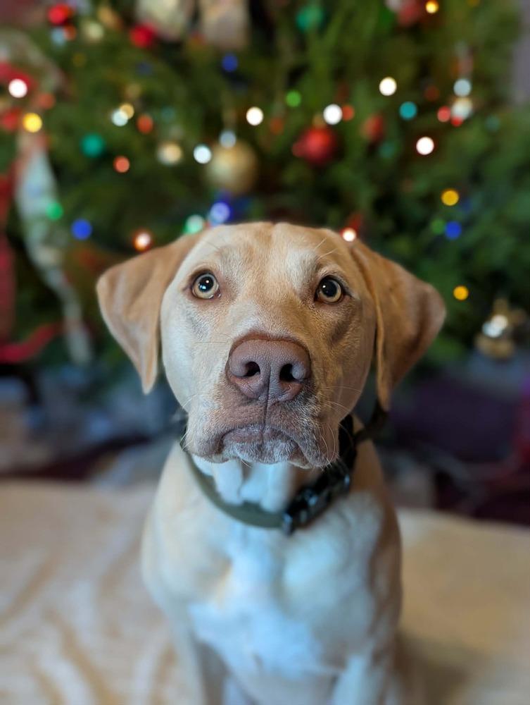 Stella, a Adoptable mixed breed in WARNER ROBINS, GA image 2/6