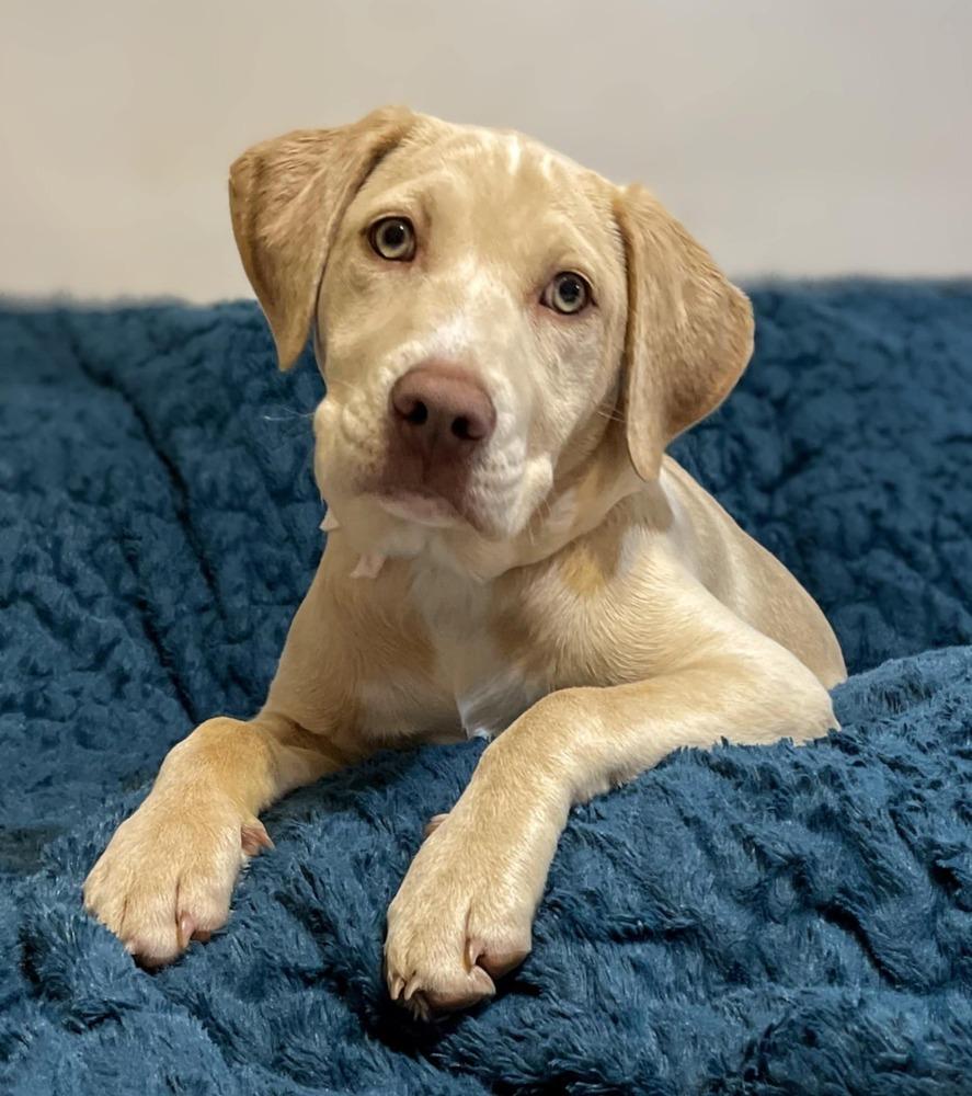 Stella, a Adoptable mixed breed in WARNER ROBINS, GA image 6/6