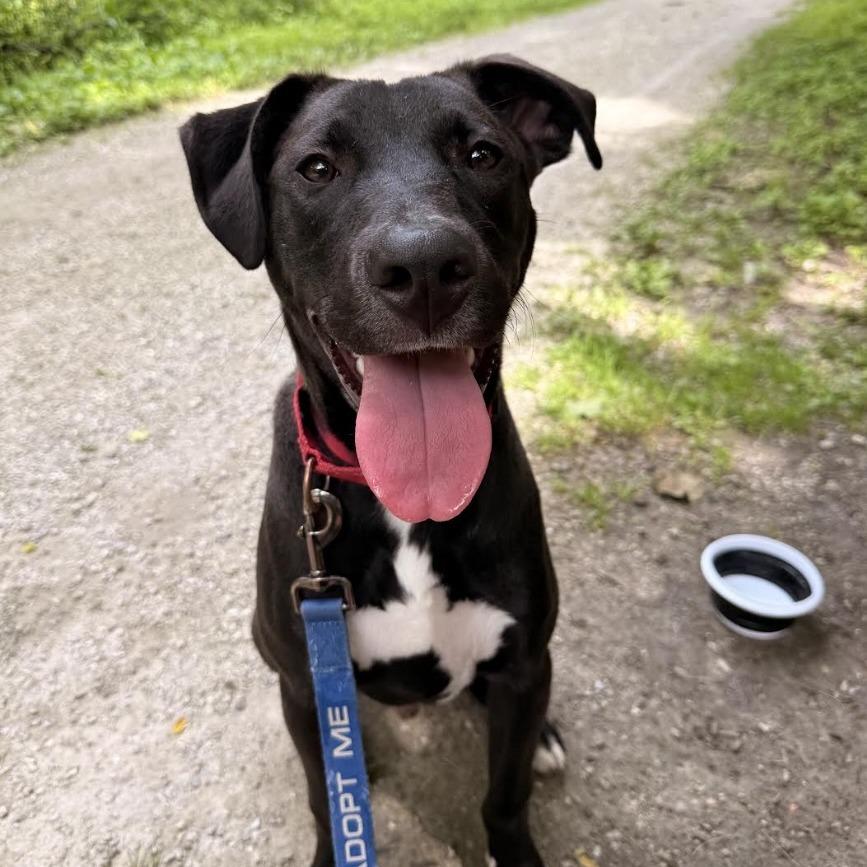Enlarge Matteo, a Adoptable mixed breed in Columbia, MO image 1/5