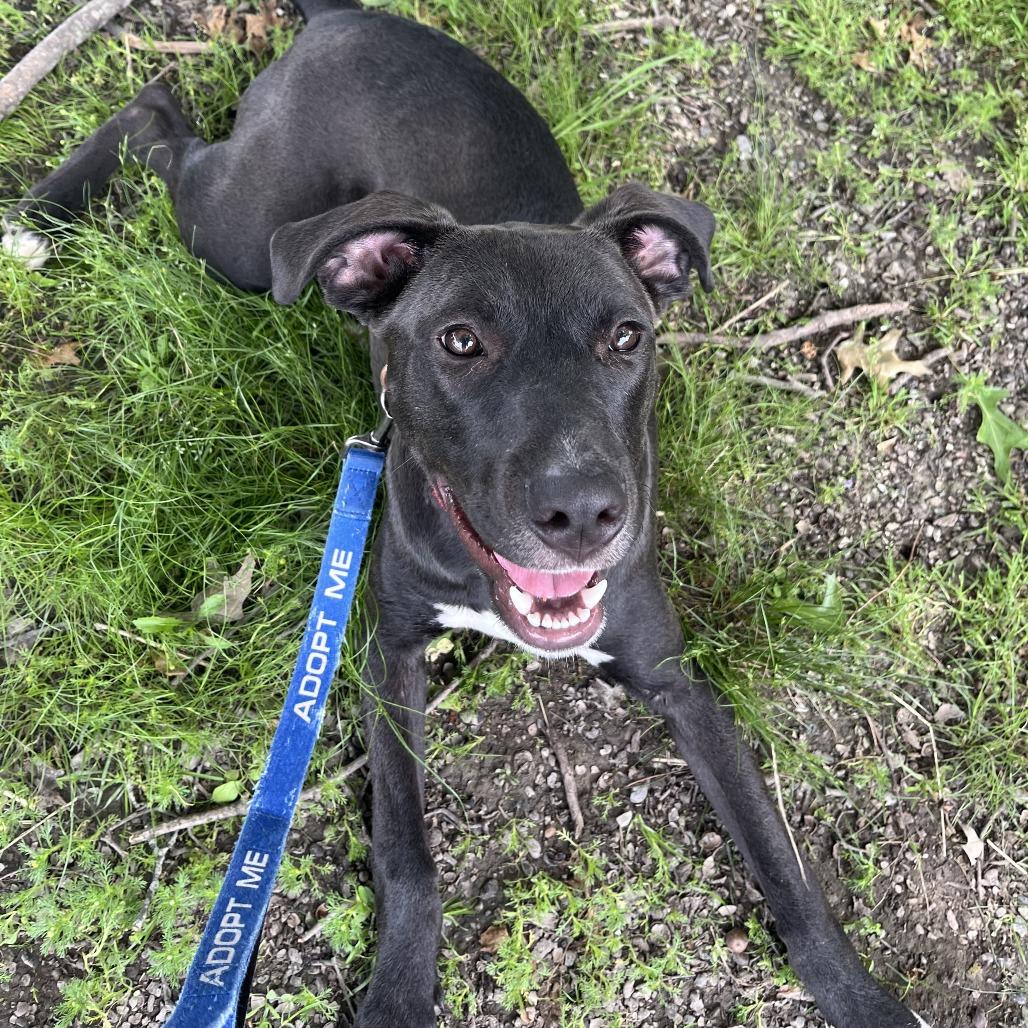 Enlarge Matteo, a Adoptable mixed breed in Columbia, MO image 2/5