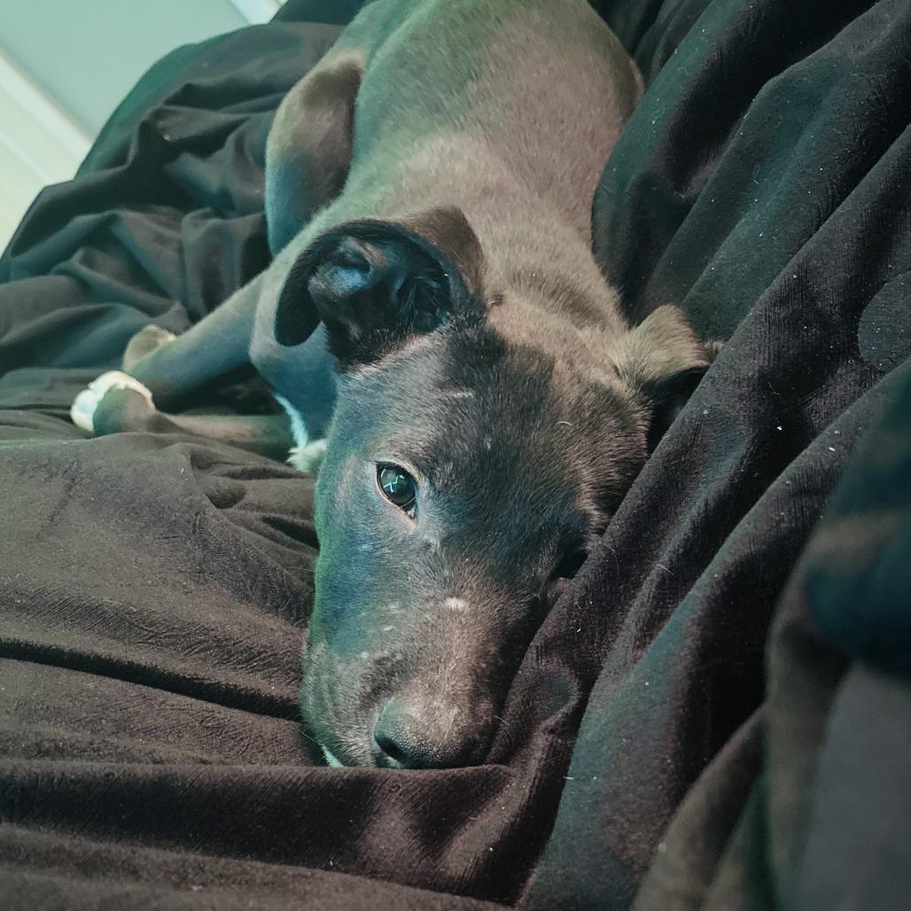 Enlarge Matteo, a Adoptable mixed breed in Columbia, MO image 3/5