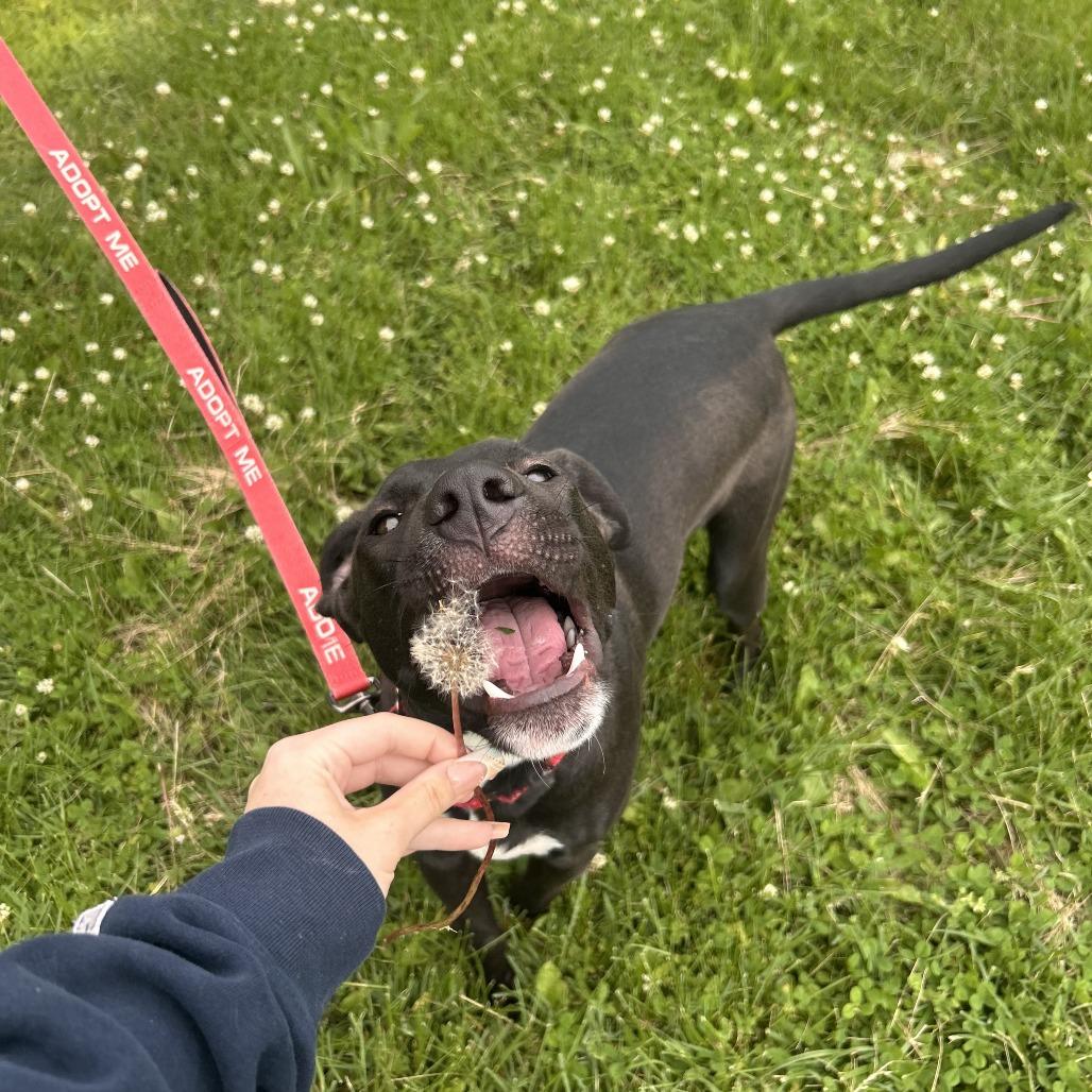 Enlarge Matteo, a Adoptable mixed breed in Columbia, MO image 4/5
