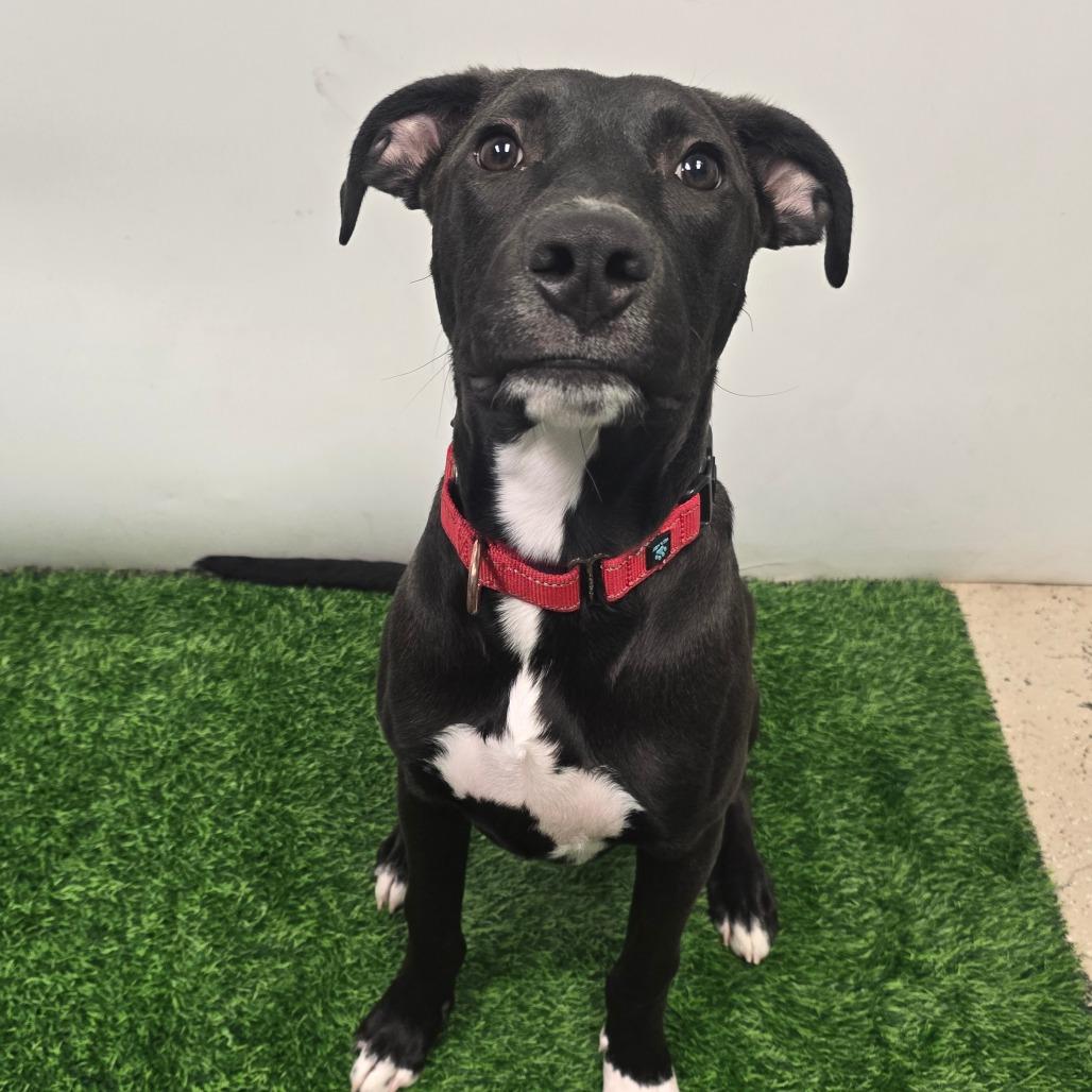 Enlarge Matteo, a Adoptable mixed breed in Columbia, MO image 5/5