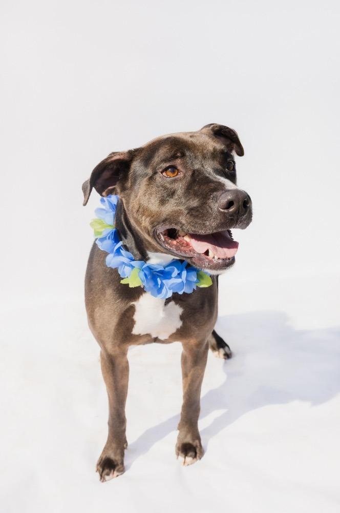 DUDE, Adoptable, Adult Male Labrador Retriever & Great Dane.
