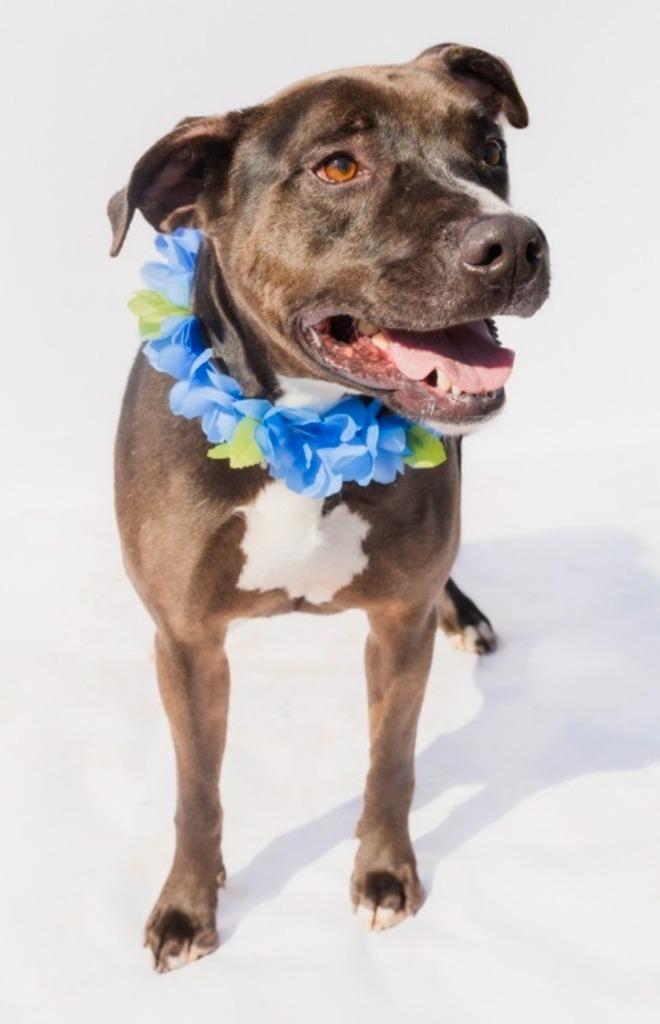 Enlarge DUDE, a Adoptable mixed breed in Marianna, FL image 2/4