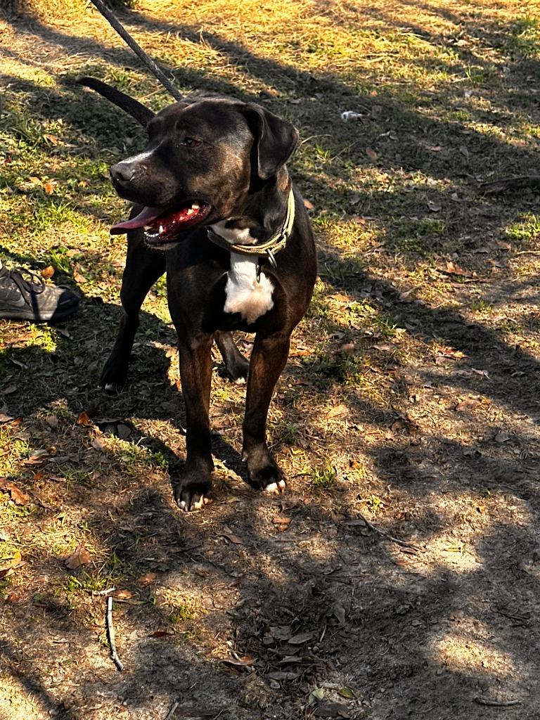 Enlarge DUDE, a Adoptable mixed breed in Marianna, FL image 1/4