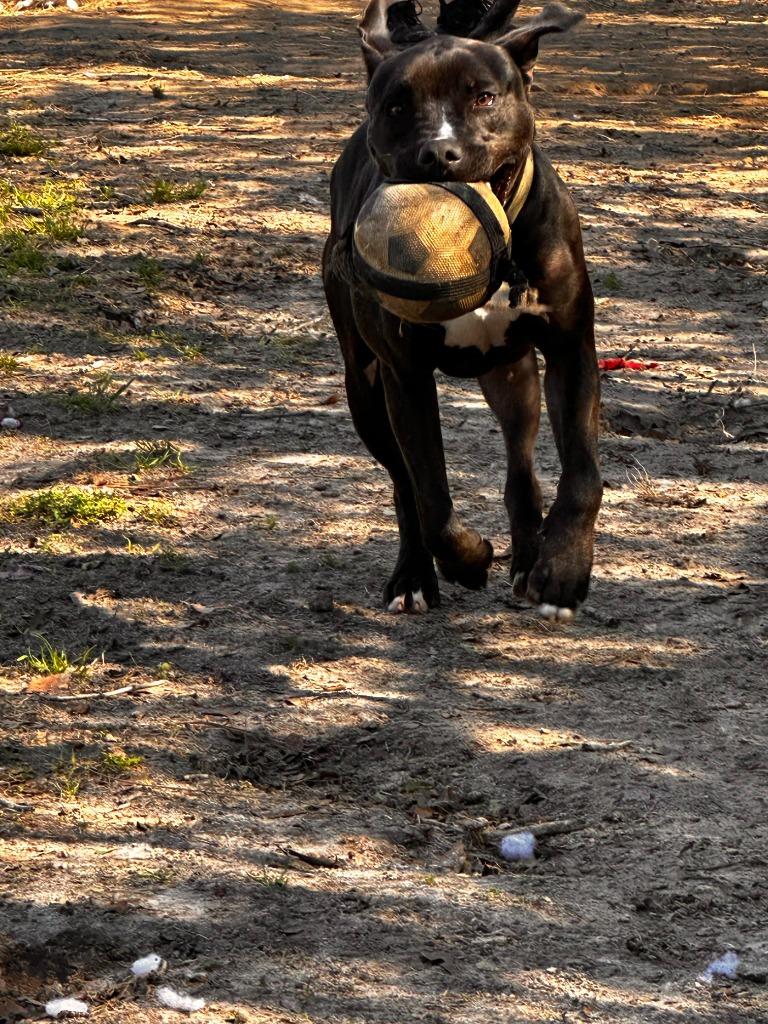 Enlarge DUDE, a Adoptable mixed breed in Marianna, FL image 2/4
