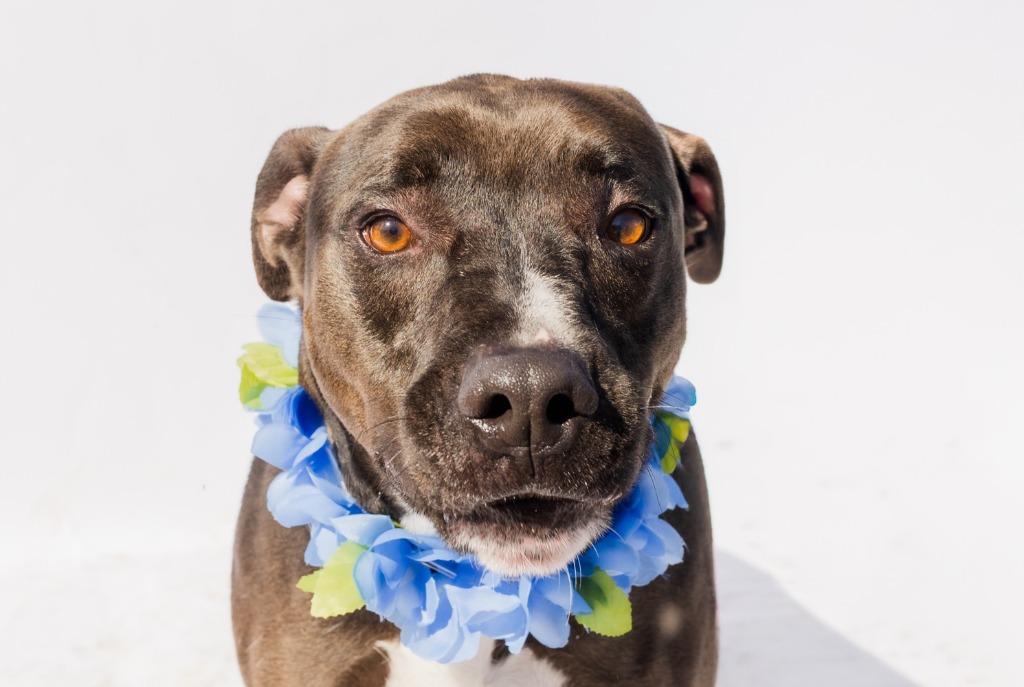 Enlarge DUDE, a Adoptable mixed breed in Marianna, FL image 3/4
