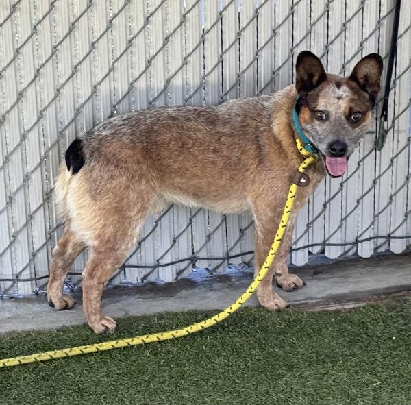 Enlarge *Canyon*, a Adoptable mixed breed in Salt Lake City, UT image 2/3