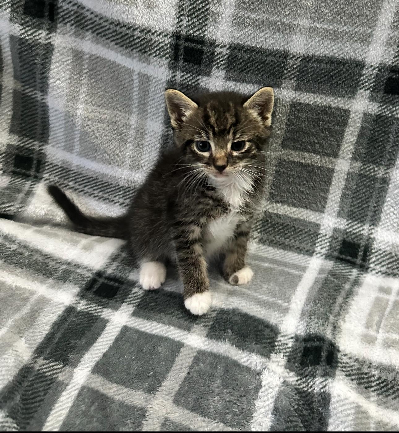 Rigel, Adopted, Kitten Male Domestic Short Hair.