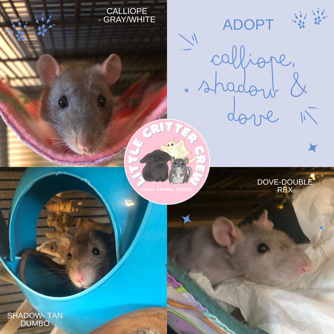 Dove, Calliope & Shadow