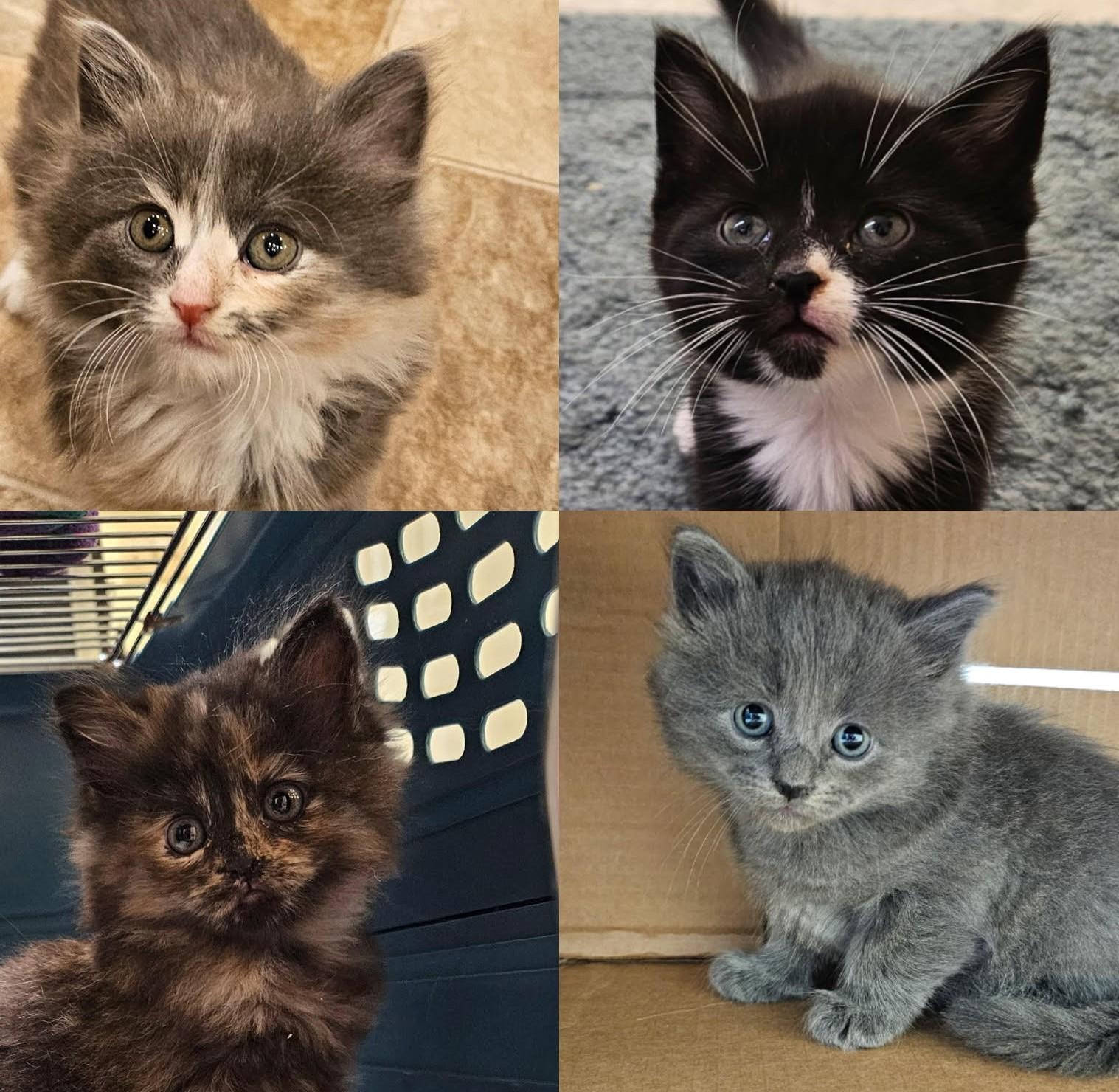 4 gorgeous kittens 8 weeks old in foster care, Adopted, Kitten Male Domestic Short Hair.