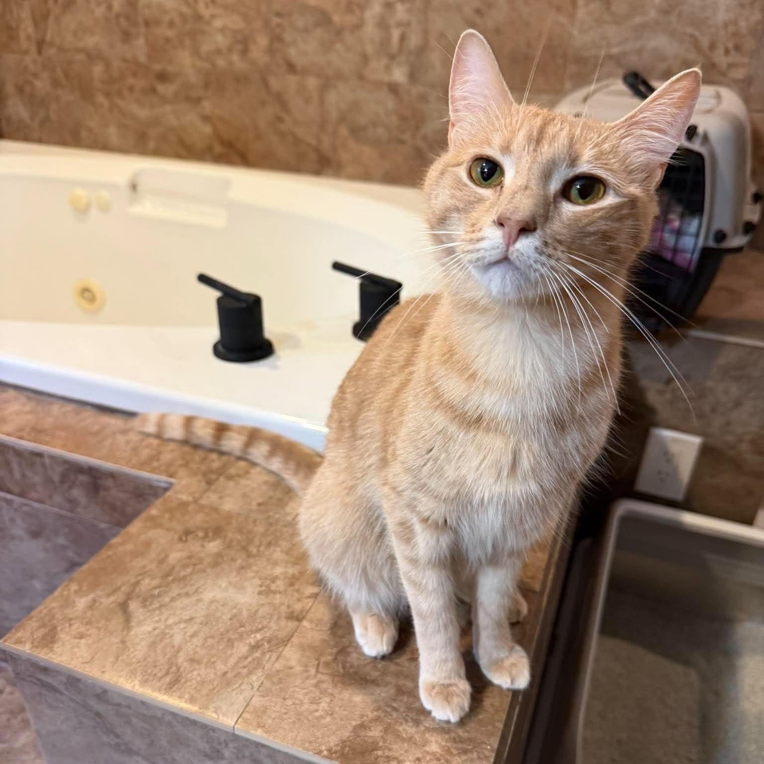 Enlarge Poet, a Adoptable Tiger in New Bedford, MA image 1/3