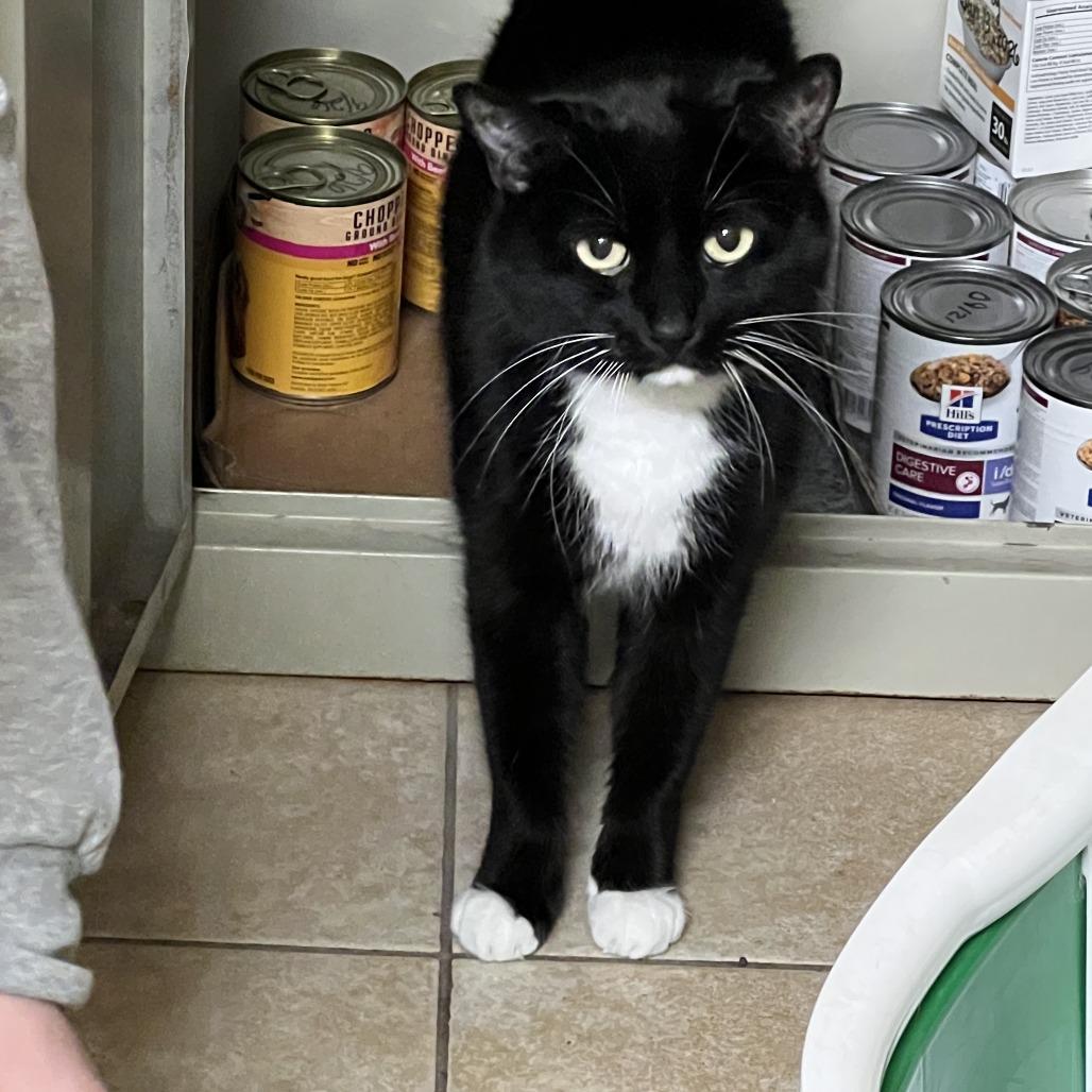 Parker, Adoptable, Senior Male Domestic Short Hair.