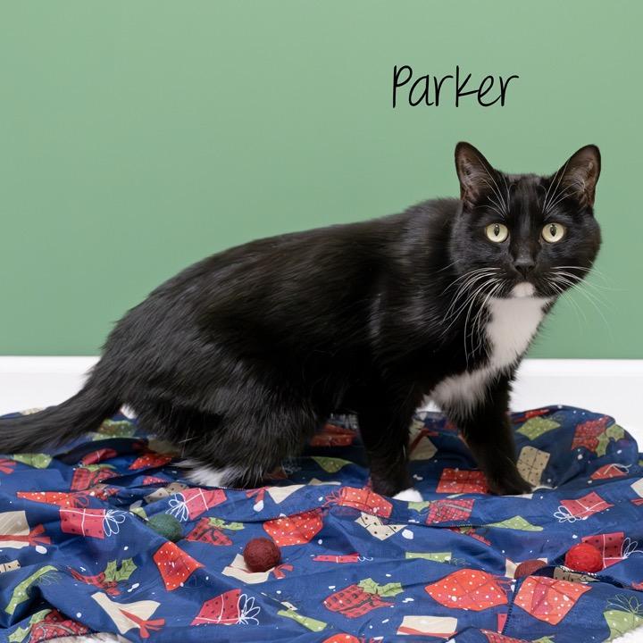 Enlarge Parker, a Adoptable Domestic Short Hair in Pekin, IL image 2/2
