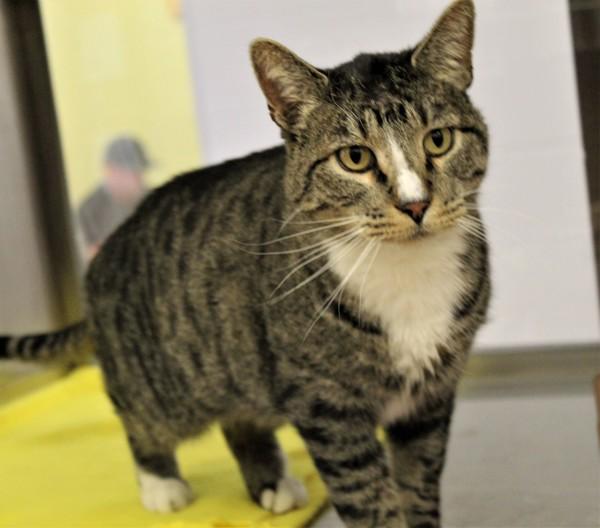Zombie 34926, Adoptable, Adult Male Domestic Short Hair.