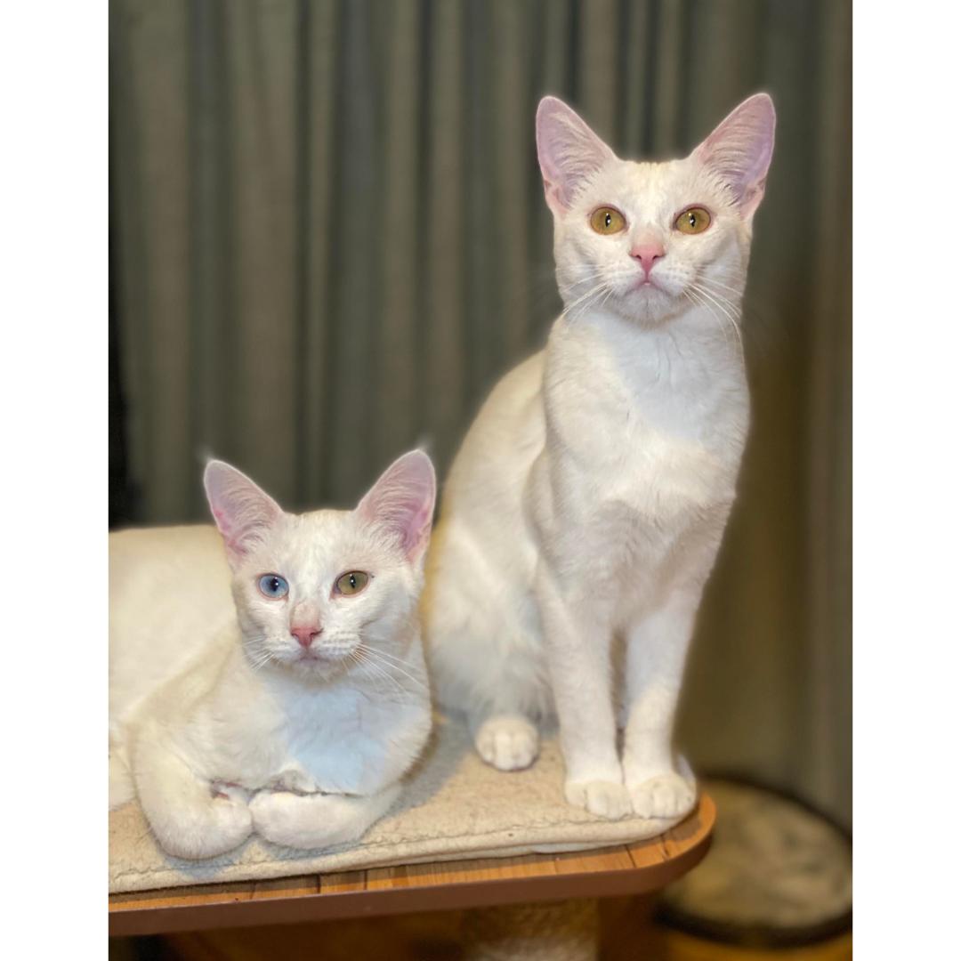 Enlarge Dorothy, a Adoptable Domestic Short Hair in Morgan Hill, CA image 3/6