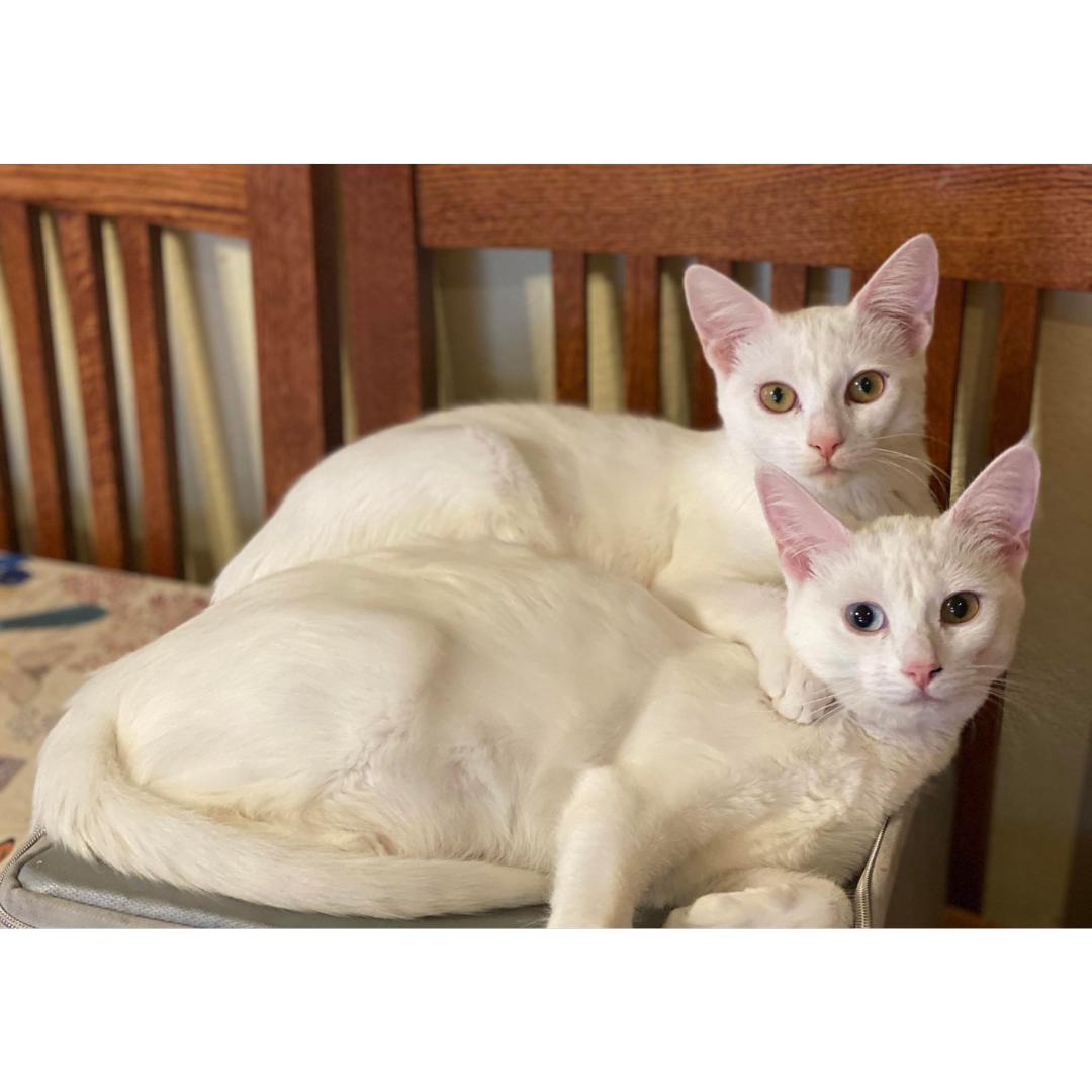 Enlarge Dorothy, a Adoptable Domestic Short Hair in Morgan Hill, CA image 2/6