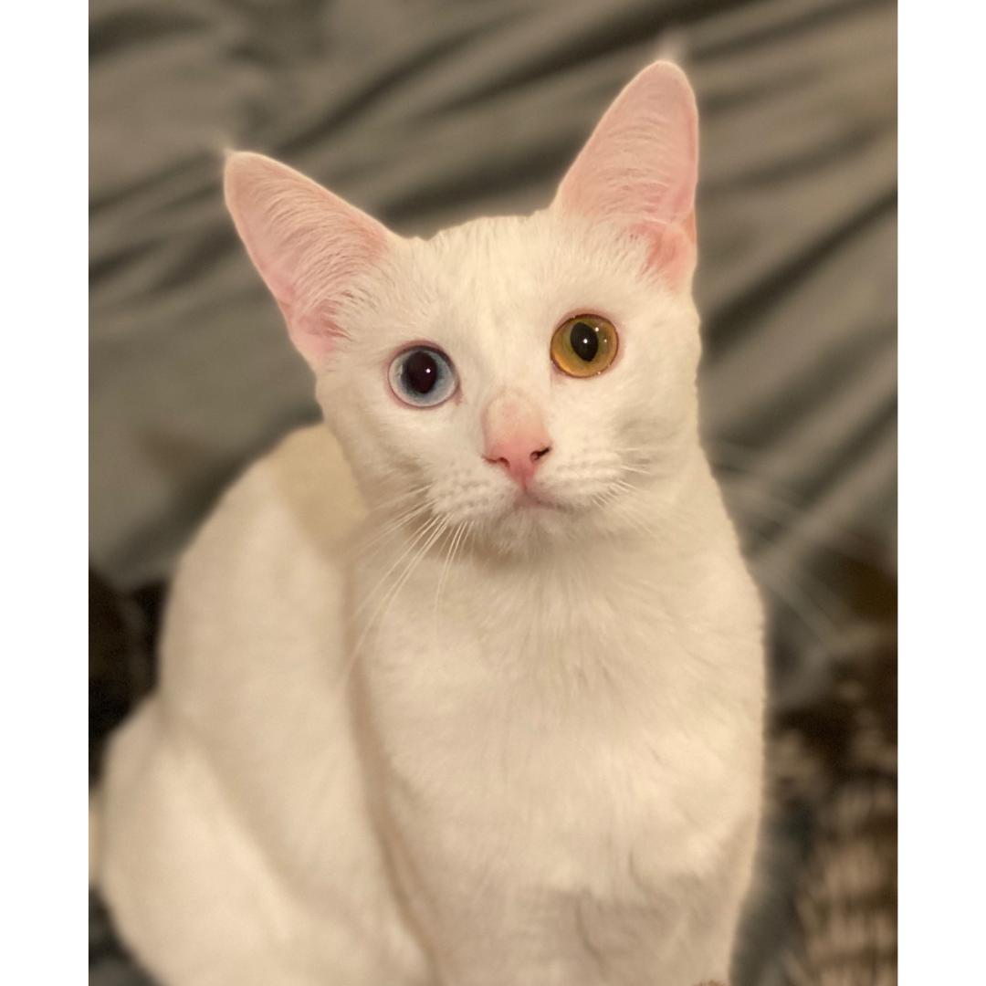 Enlarge Dorothy, a Adoptable Domestic Short Hair in Morgan Hill, CA image 6/6