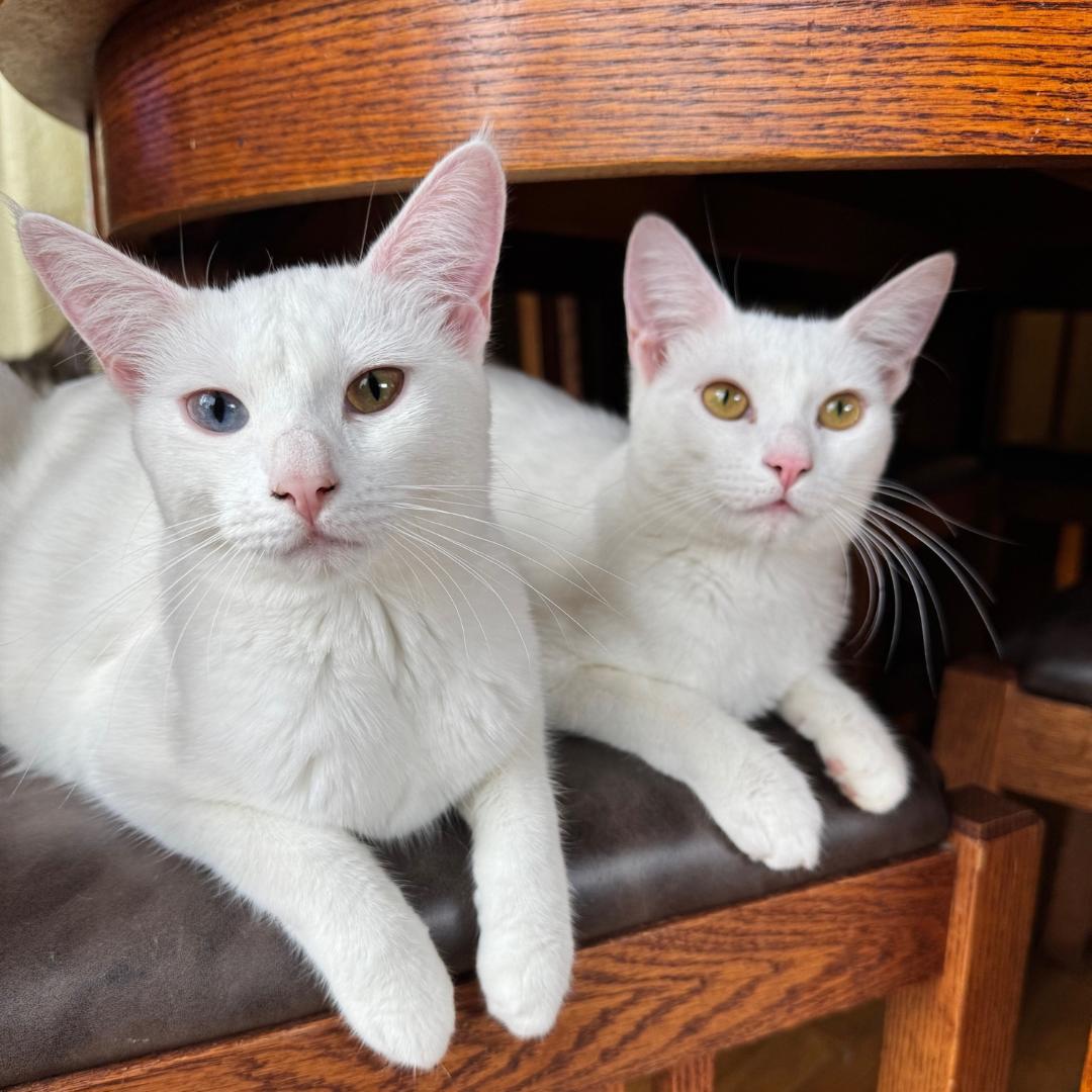 Enlarge Dorothy, a Adoptable Domestic Short Hair in Morgan Hill, CA image 3/6