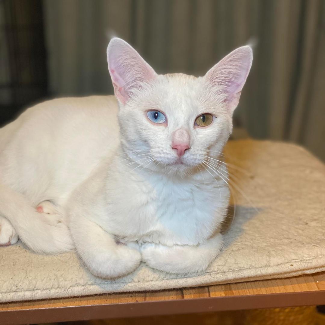 Enlarge Dorothy, a Adoptable Domestic Short Hair in Morgan Hill, CA image 1/6