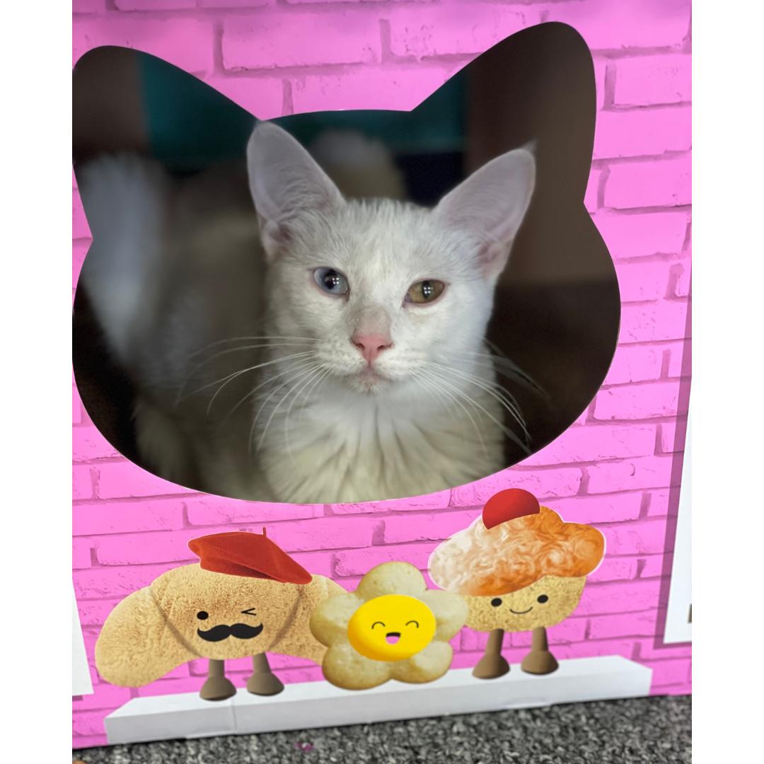 Enlarge Dorothy, a Adoptable Domestic Short Hair in Morgan Hill, CA image 5/6