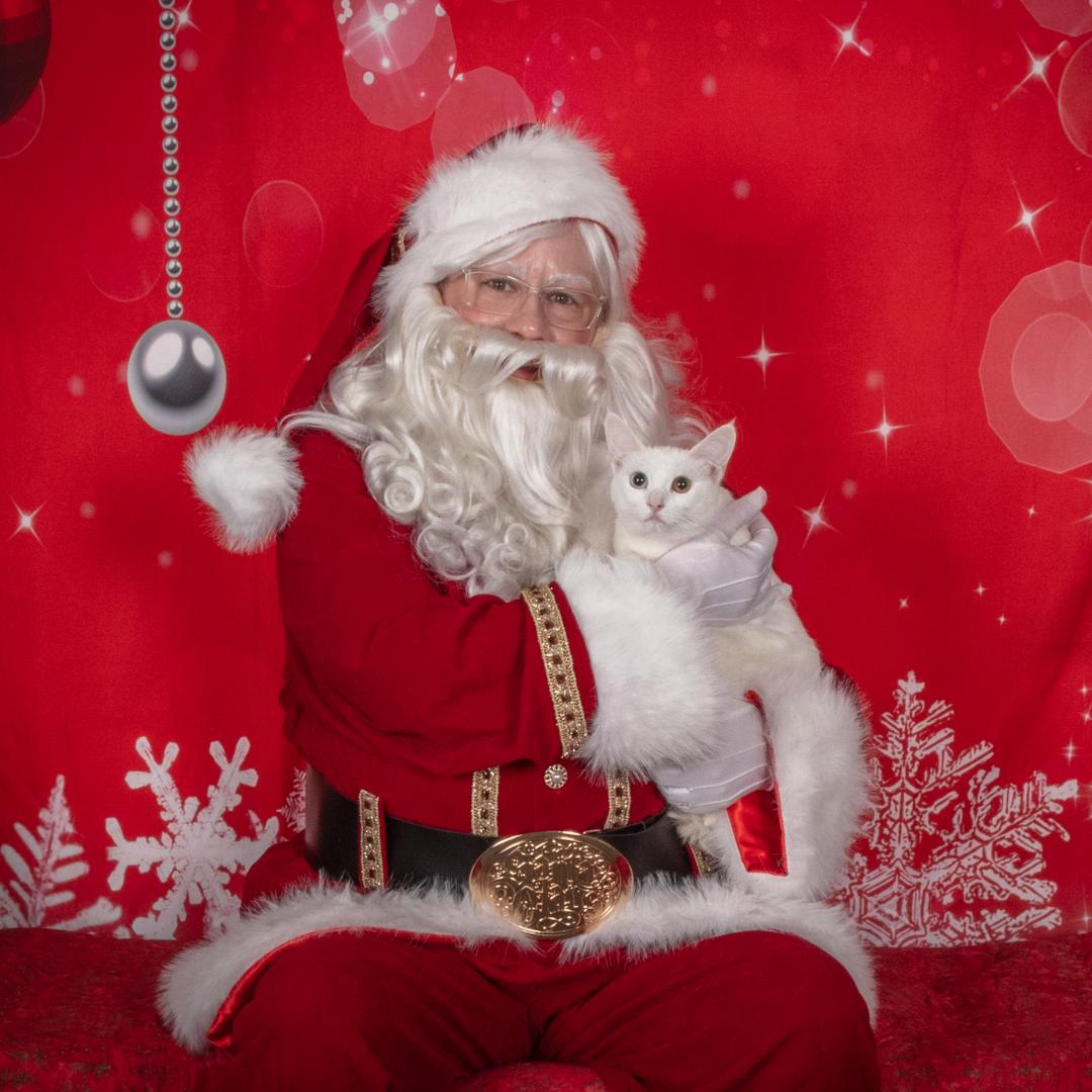 Dorothy, Adoptable, Kitten Female Domestic Short Hair.