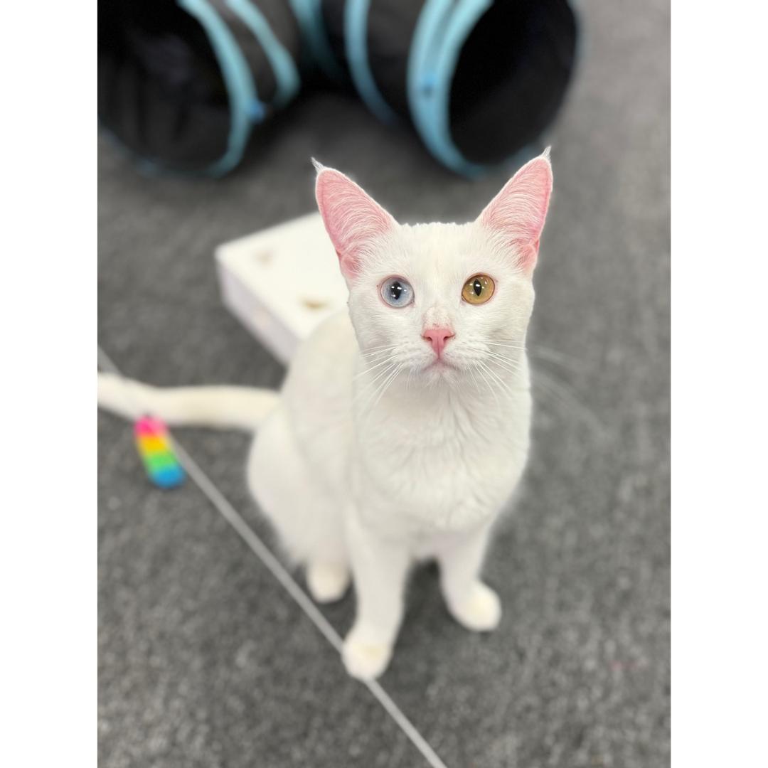 Dorothy, Adoptable, Kitten Female Domestic Short Hair.