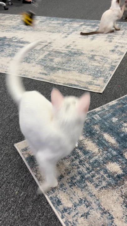 Enlarge Dorothy, a Adoptable Domestic Short Hair in Morgan Hill, CA video 6/6