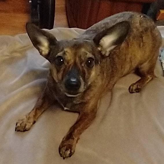 Enlarge LUCY, an adopted mixed breed in Graham, WA image 1/1