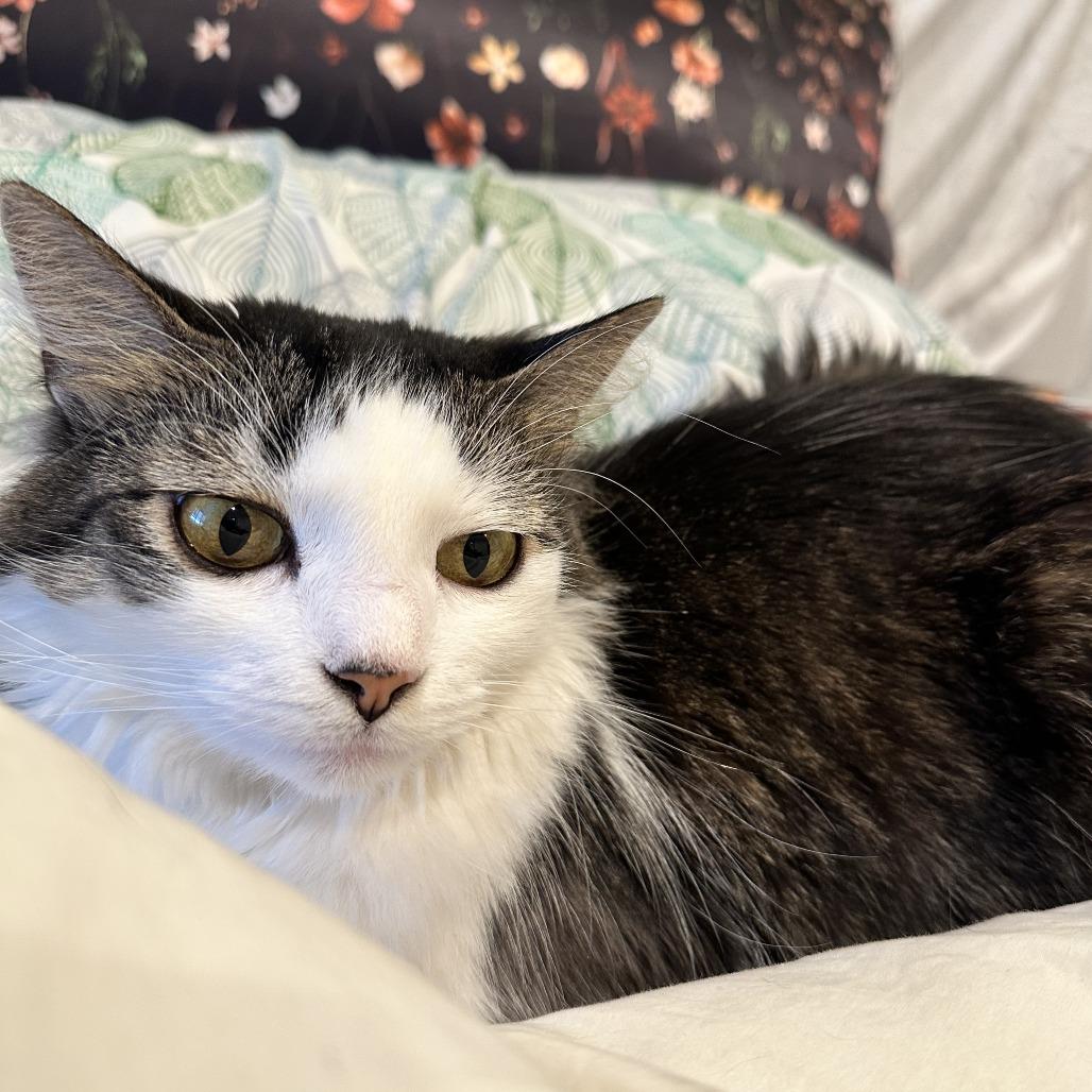 Blossom, a Adoptable Domestic Long Hair in Staten Island, NY image 1/6