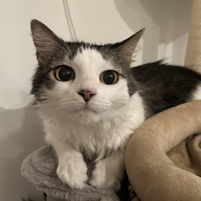 Blossom, a Adoptable Domestic Long Hair in Staten Island, NY image 2/6