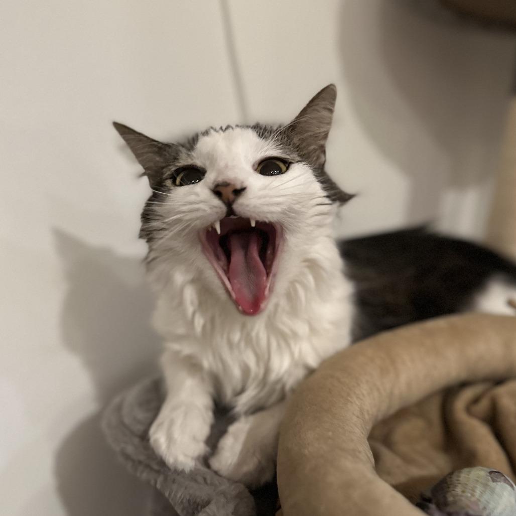 Blossom, a Adoptable Domestic Long Hair in Staten Island, NY image 3/6