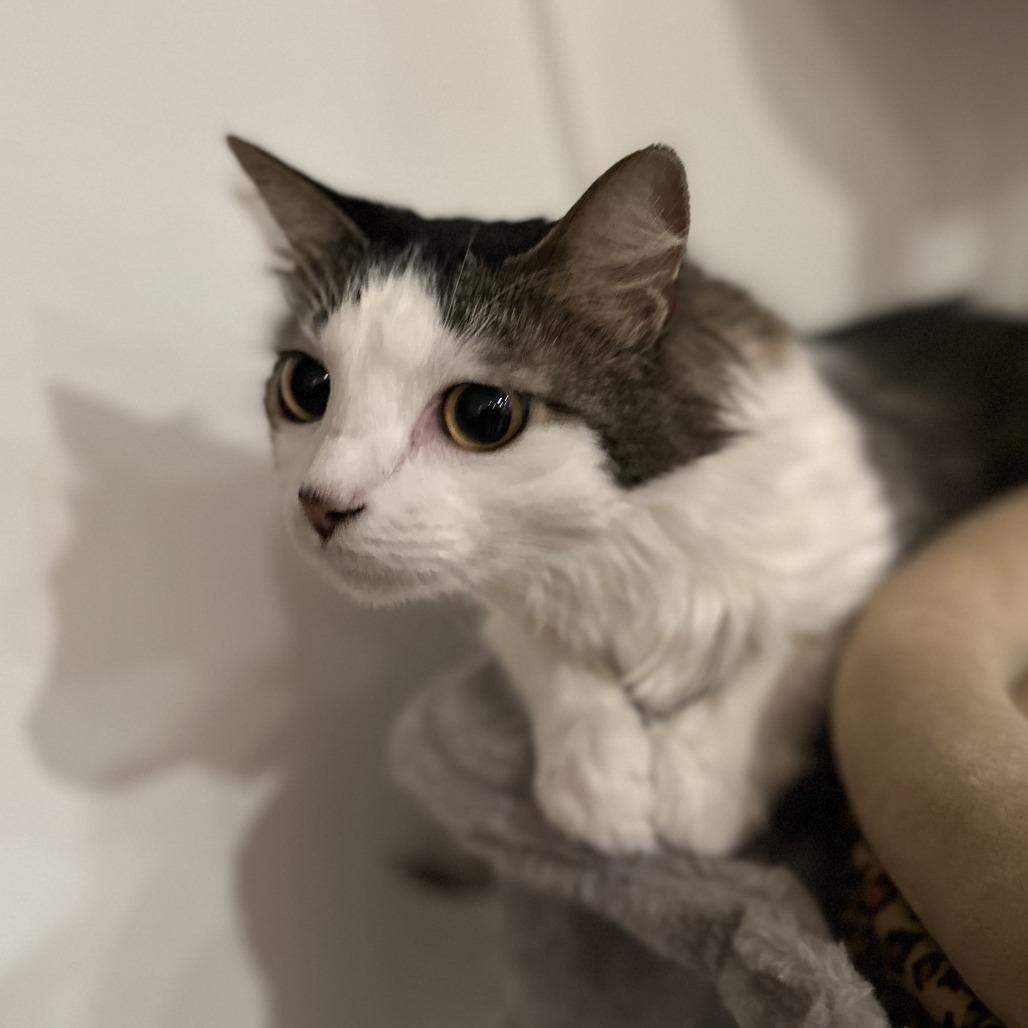 Blossom, a Adoptable Domestic Long Hair in Staten Island, NY image 4/6