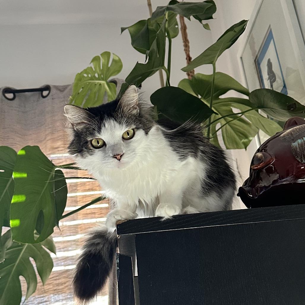 Blossom, a Adoptable Domestic Long Hair in Staten Island, NY image 5/6