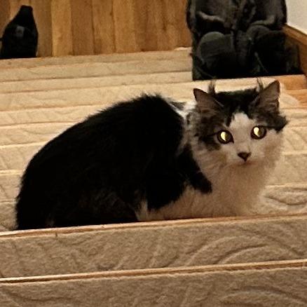 Blossom, a Adoptable Domestic Long Hair in Staten Island, NY image 6/6