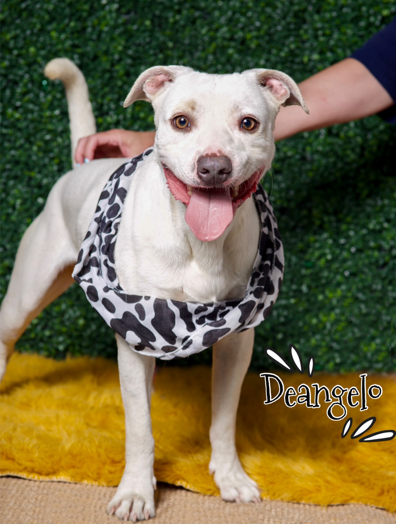 Deangelo, Adult Male American Bulldog
