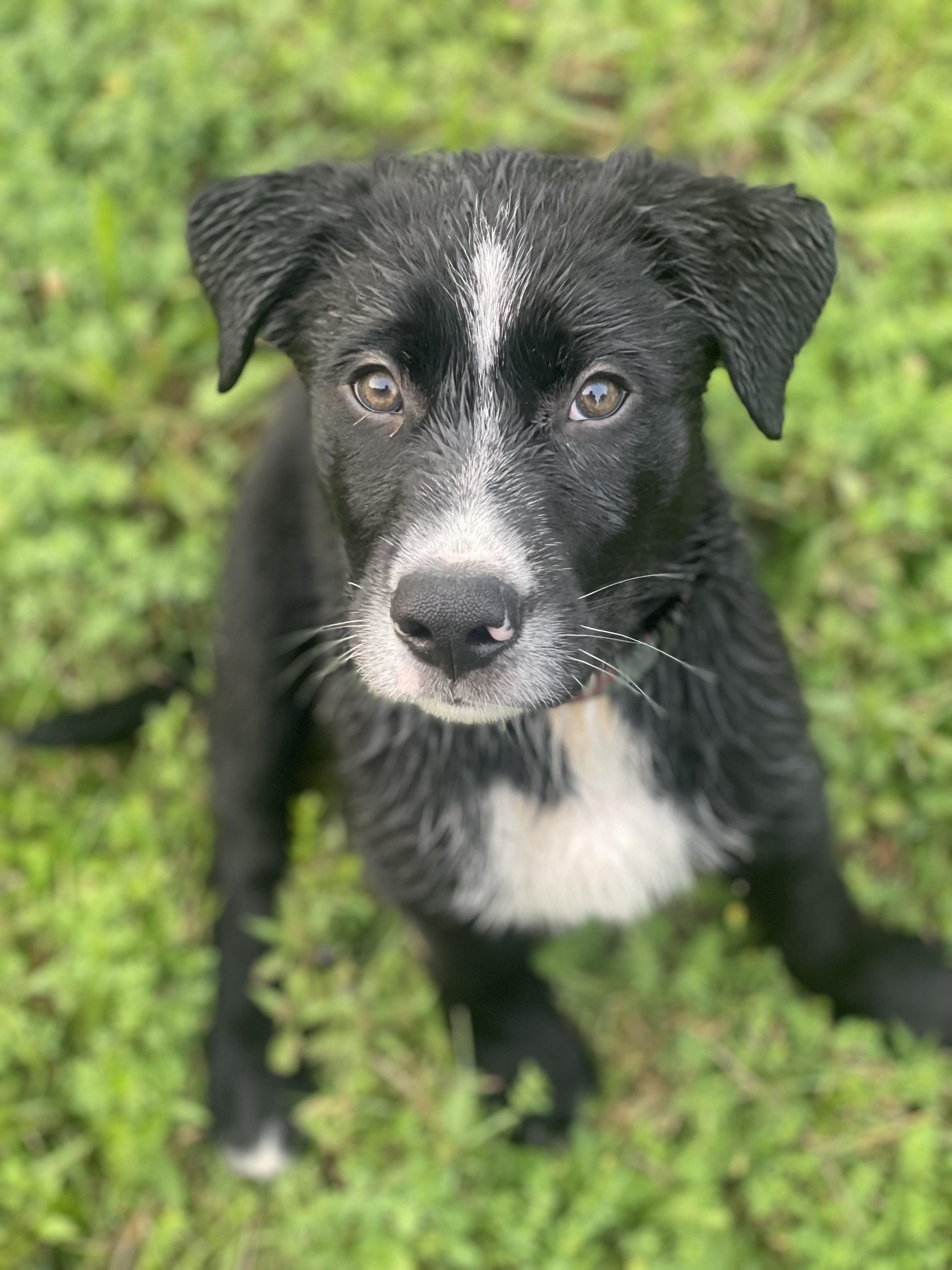 The Best Puppy Ever! Meet Aubrey