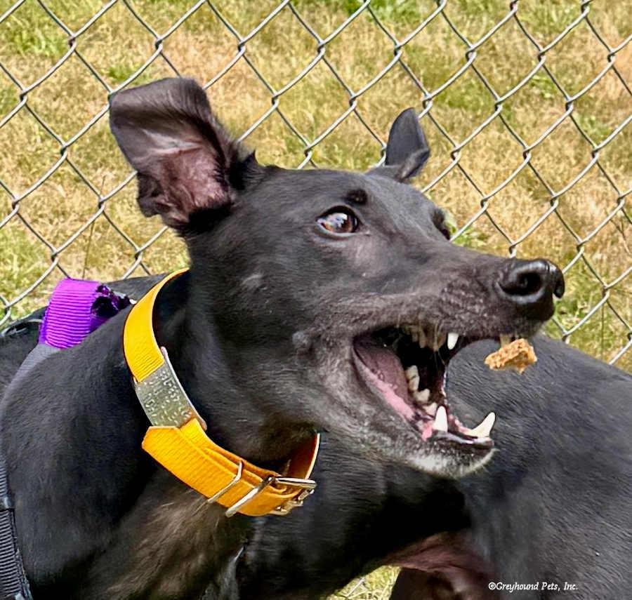 Jack, Adoptable, Adult Male Greyhound.