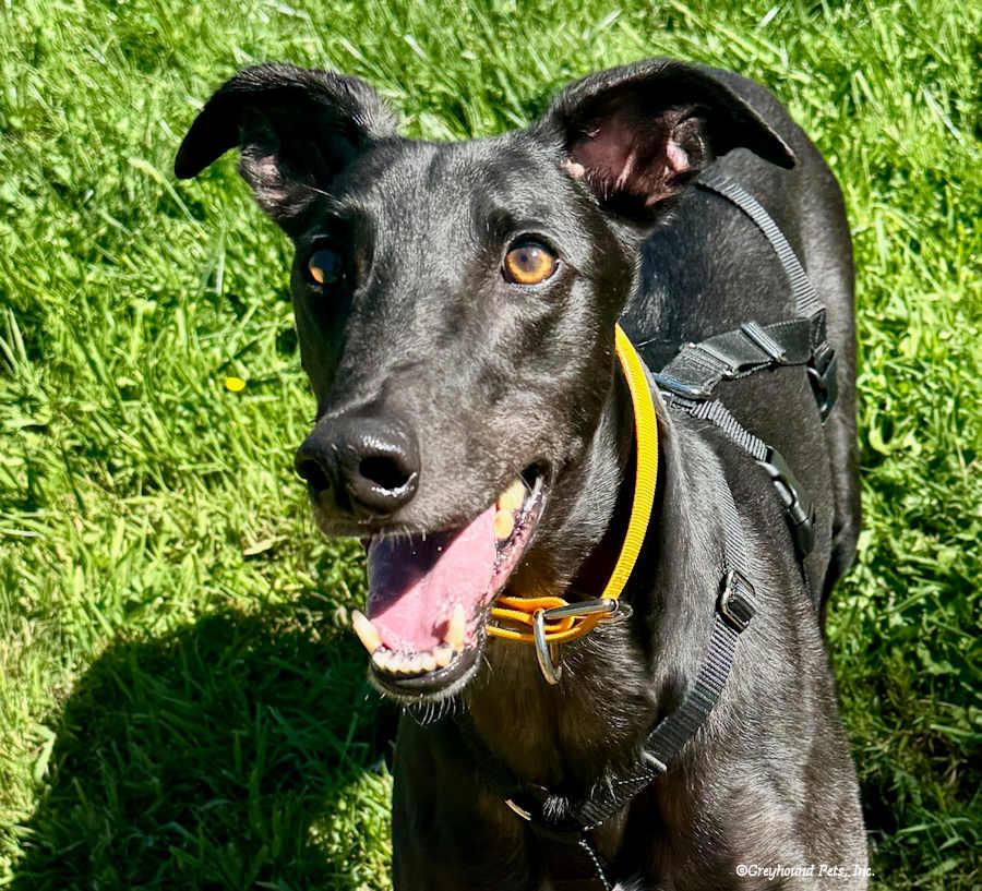 Enlarge Jack, a Adoptable Greyhound in Woodinville, WA image 2/3