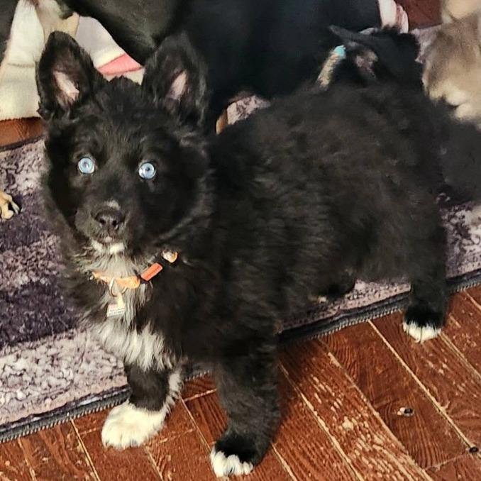 Enlarge Khan, a Adoptable mixed breed in Joliet, IL image 1/2