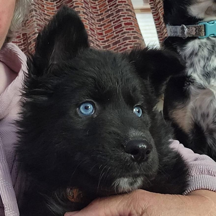 Enlarge Khan, a Adoptable mixed breed in Joliet, IL image 2/2