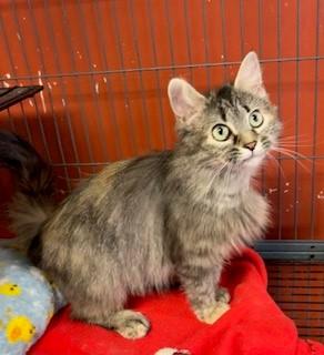 Enlarge Eleven, a ADOPTABLE Domestic Long Hair in Mason City, IA image 2/2